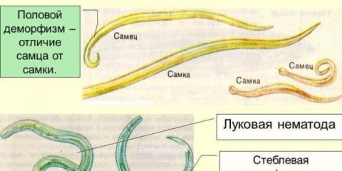 Nematoda luka - mjere suzbijanja na luku